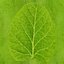 Plante de soja