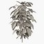 Plante de soja
