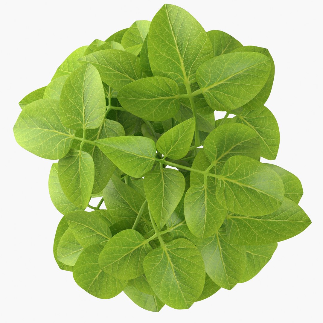 3D soybean plant https://p.turbosquid.com/ts-thumb/z0/fR4AWU/qJFgnMuC/soybean_image02/jpg/1597984864/1920x1080/fit_q87/a35dabc1df992d3a79a5d7962103d23e728fa88e/soybean_image02.jpg