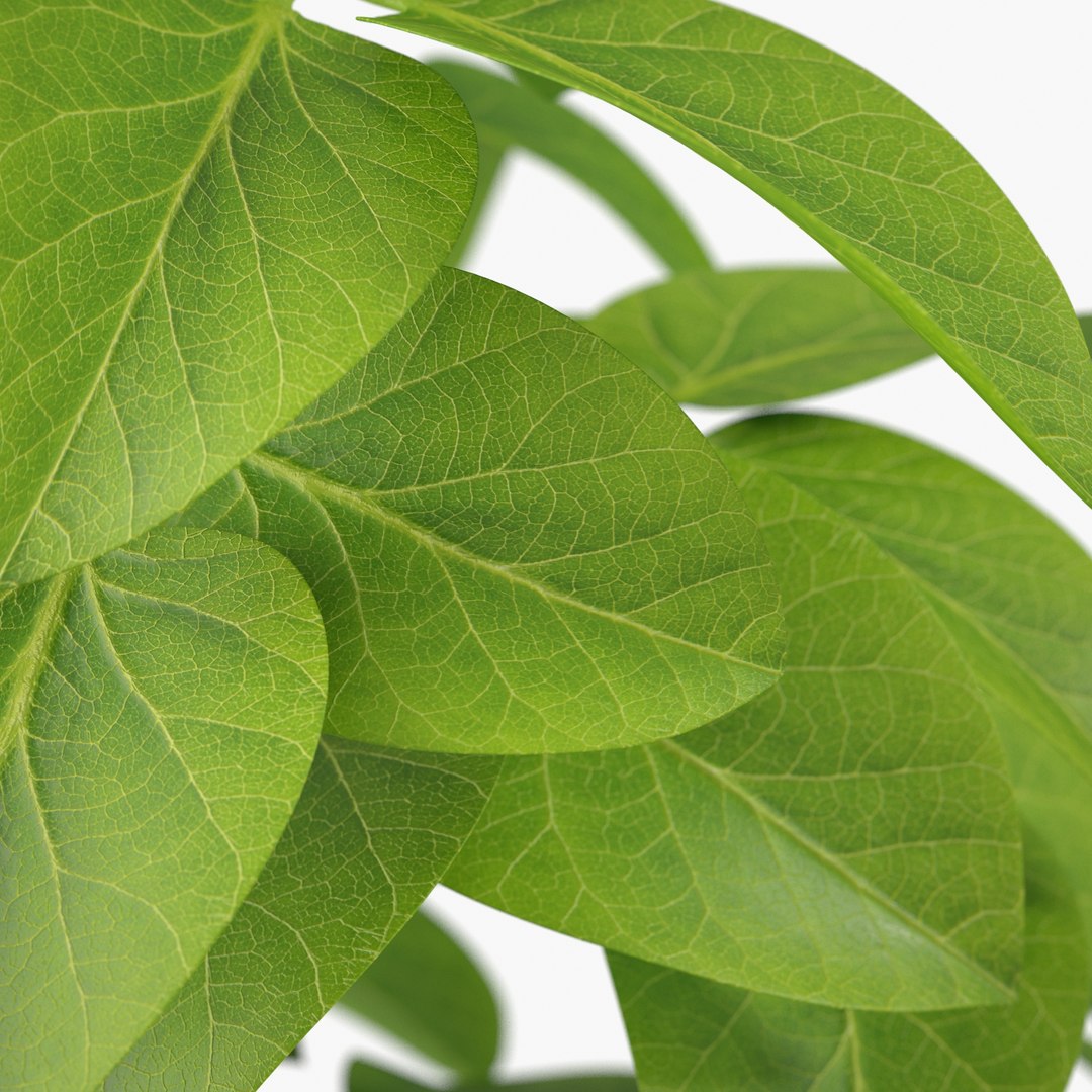 3D soybean plant https://p.turbosquid.com/ts-thumb/z0/fR4AWU/y96Ky0lA/soybean_image04/jpg/1597973496/1920x1080/fit_q87/5a2d0fa85bc34753408a53c3cb0be4097ab84228/soybean_image04.jpg