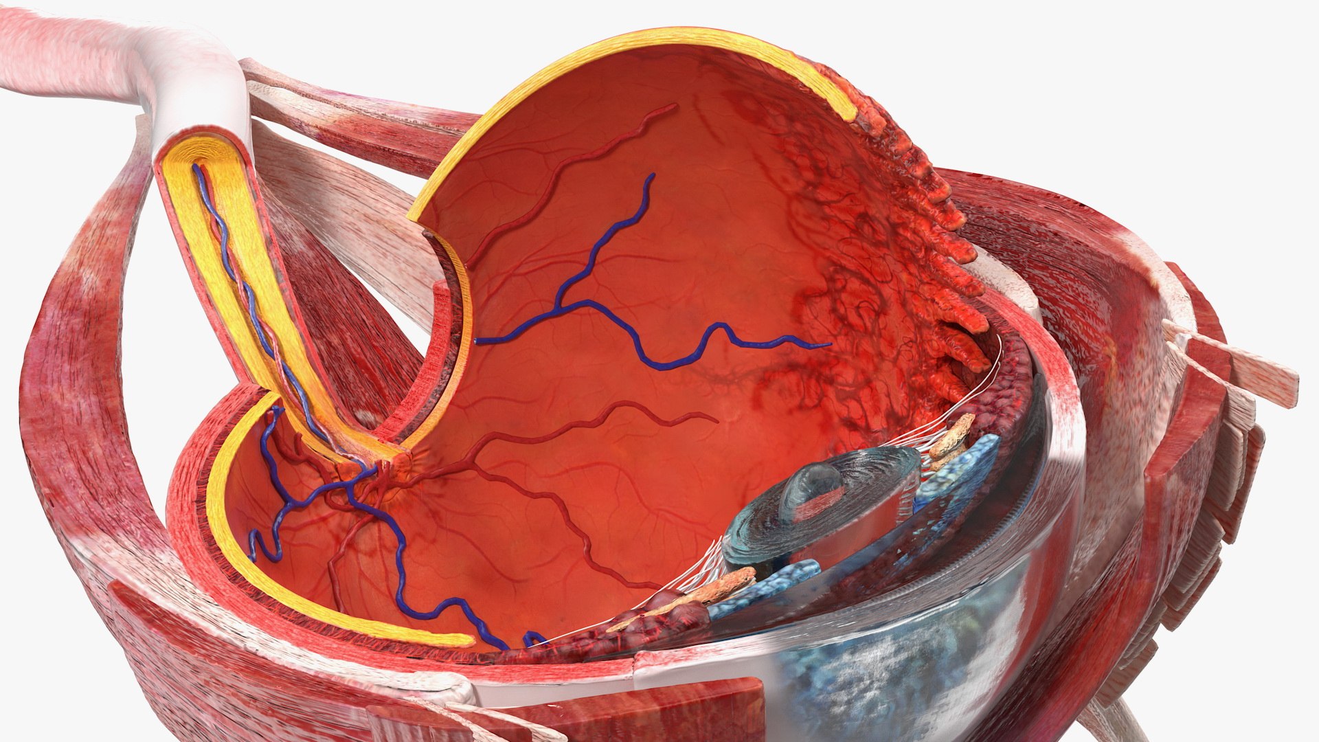 cross-section human eye left model https://p.turbosquid.com/ts-thumb/z0/kQ5o8z/5RHUTdHm/crosssectionofthehumaneyeleftpartmb3dmodel013/jpg/1582331339/1920x1080/fit_q87/33adf0616e2317ff79ab5b9ef8a01b44b6cfb1e0/crosssectionofthehumaneyeleftpartmb3dmodel013.jpg