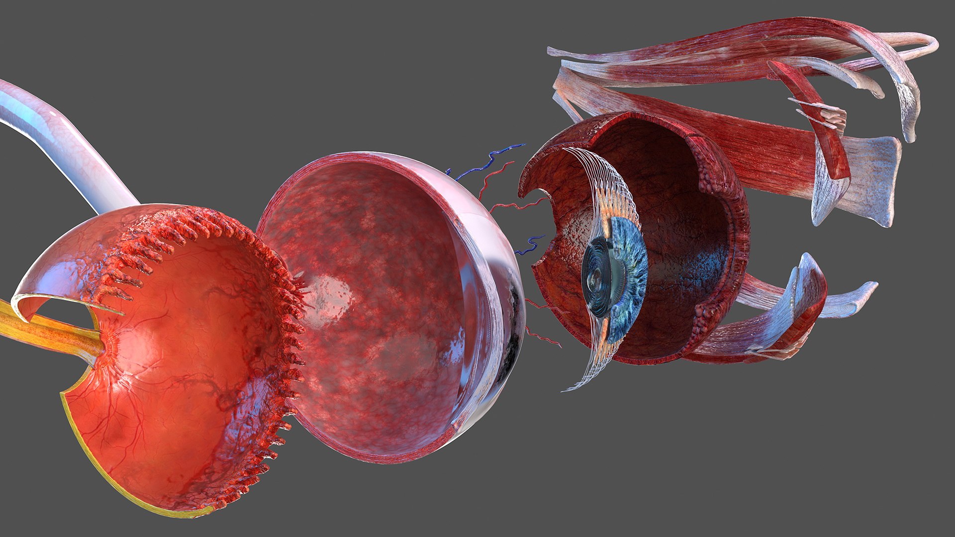 cross-section human eye left model https://p.turbosquid.com/ts-thumb/z0/kQ5o8z/7akdILeA/crosssectionofthehumaneyeleftpartmb3dmodel005/jpg/1582331291/1920x1080/fit_q87/74246a76c4f90ee804be1353314e6c6a1b93c0f9/crosssectionofthehumaneyeleftpartmb3dmodel005.jpg