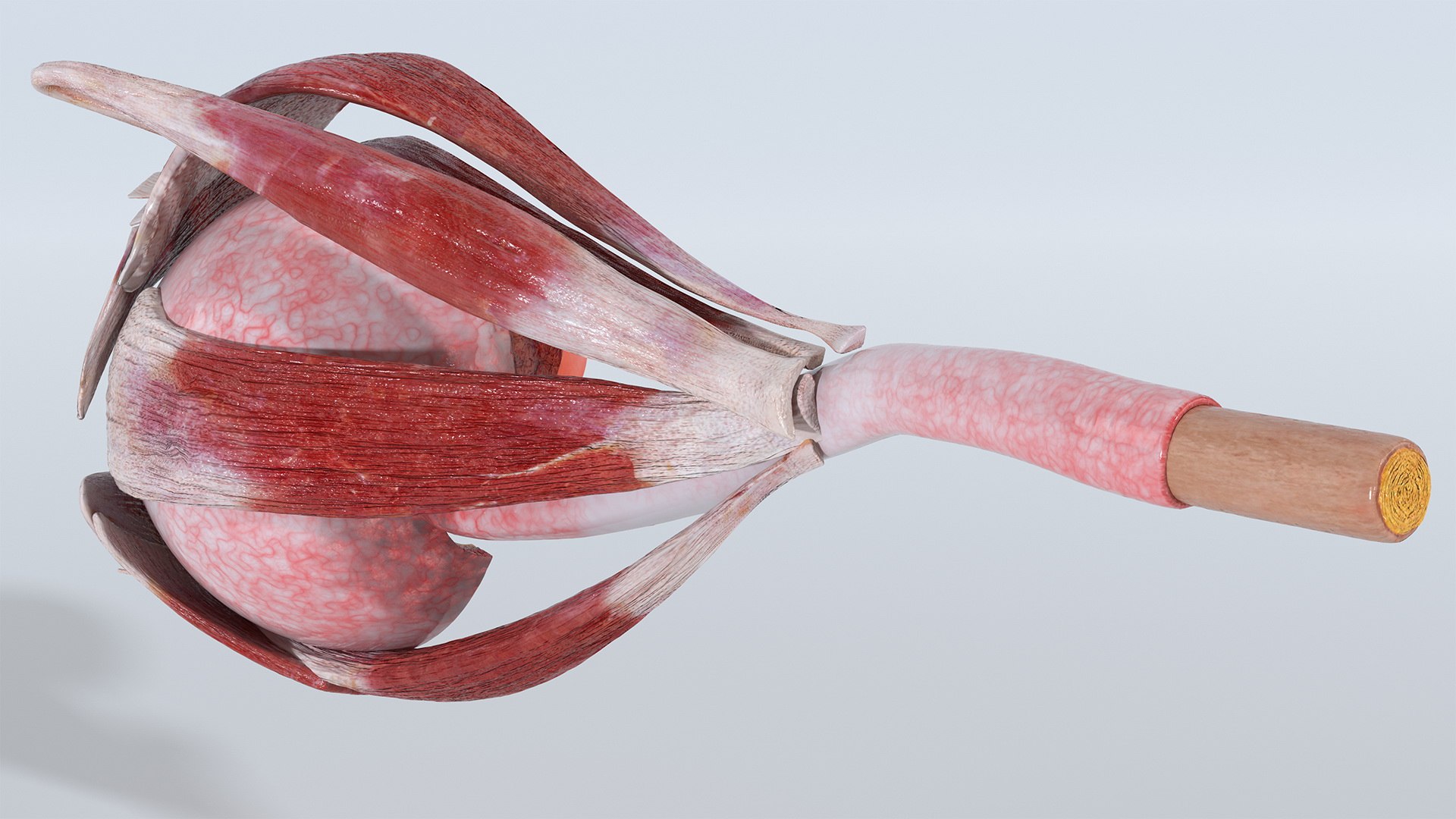 cross-section human eye left model https://p.turbosquid.com/ts-thumb/z0/kQ5o8z/G7OQGxy7/crosssectionofthehumaneyeleftpartmb3dmodel002/jpg/1582331273/1920x1080/fit_q87/f592cb6c301b4b38c1ccdee168ac2dfc32d006f2/crosssectionofthehumaneyeleftpartmb3dmodel002.jpg