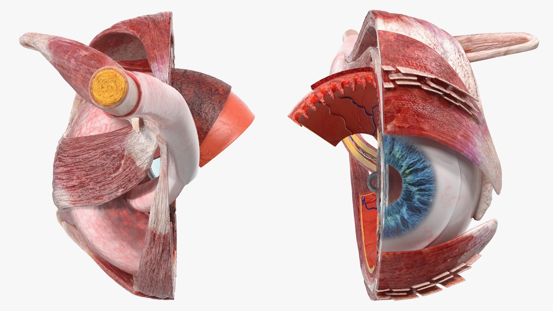 cross-section human eye left model https://p.turbosquid.com/ts-thumb/z0/kQ5o8z/K9QLUeP7/crosssectionofthehumaneyeleftpartmb3dmodel008/jpg/1582331309/1920x1080/fit_q87/41af830f8b85b18504fda3a6e564ca967cf02411/crosssectionofthehumaneyeleftpartmb3dmodel008.jpg