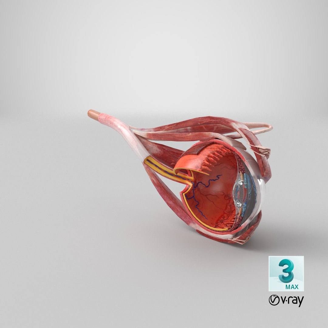 cross-section human eye left model https://p.turbosquid.com/ts-thumb/z0/kQ5o8z/Lf/stemcell_max_vray_render/png/1645177453/1920x1080/fit_q87/bc269c29a0c6eeec28c67d3e35a7c5513ad9e659/stemcell_max_vray_render.jpg