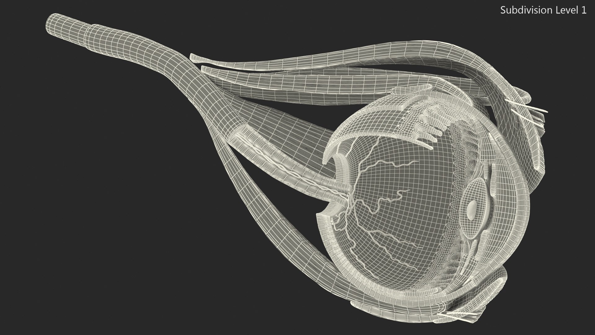 cross-section human eye left model https://p.turbosquid.com/ts-thumb/z0/kQ5o8z/UTdY5ygA/crosssectionofthehumaneyeleftpartmb3dmodel016/jpg/1582331356/1920x1080/fit_q87/c87940930d826adc80afbb18a8ee94b5928af191/crosssectionofthehumaneyeleftpartmb3dmodel016.jpg