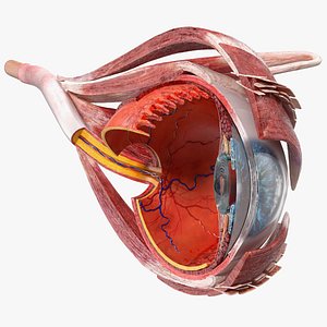 Cross-Section of the Human Eye Left Part