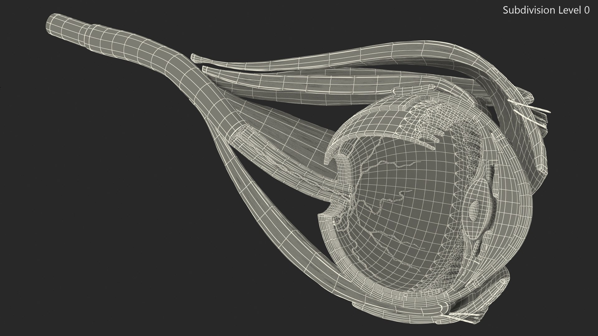 cross-section human eye left model https://p.turbosquid.com/ts-thumb/z0/kQ5o8z/rspw5RH6/crosssectionofthehumaneyeleftpartmb3dmodel015/jpg/1582331351/1920x1080/fit_q87/e664adeaf8d902eae2a7629054f13796a00d85b1/crosssectionofthehumaneyeleftpartmb3dmodel015.jpg