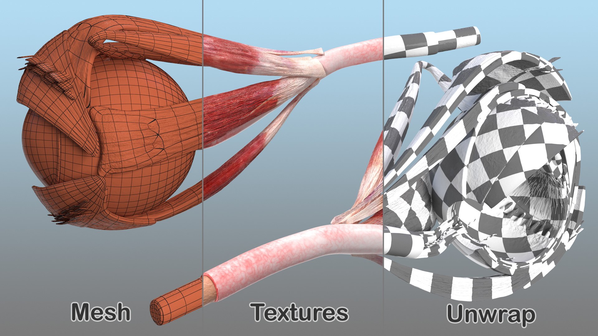 cross-section human eye left model https://p.turbosquid.com/ts-thumb/z0/kQ5o8z/vxiCbhVh/crosssectionofthehumaneyeleftpartmb3dmodel014/jpg/1582331345/1920x1080/fit_q87/ba20315da4f81e6326f1430cfedd11a407ae5299/crosssectionofthehumaneyeleftpartmb3dmodel014.jpg