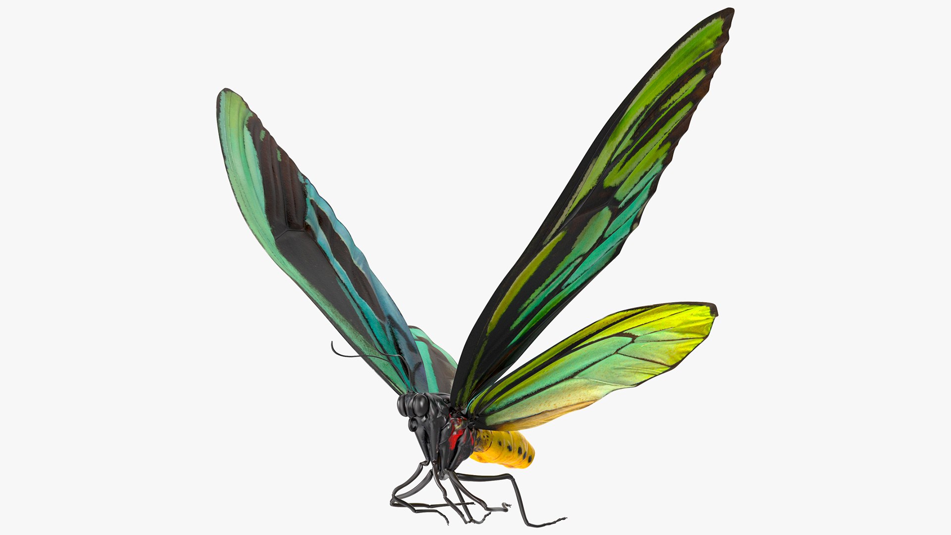 Animated Flight Ornithoptera Alexandrae Butterfly Rigged 3D model preview