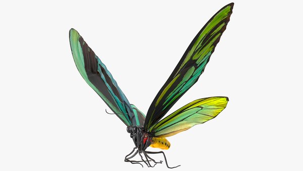 3D Animated Flight Ornithoptera Alexandrae Butterfly Rigged model -  TurboSquid 1767571
