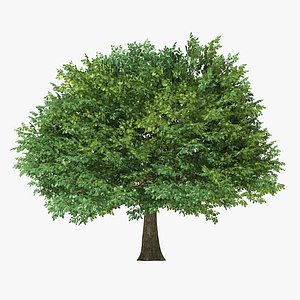 3D sessile oak tree model