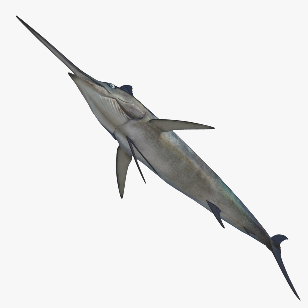 blue marlin obj