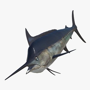 Blue Marlin