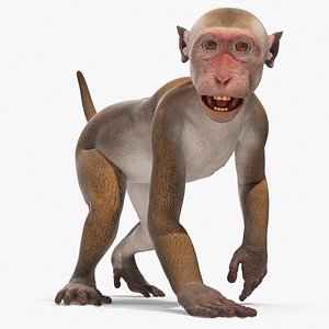 3D Wild Rhesus Monkey Light Brown Rigged model