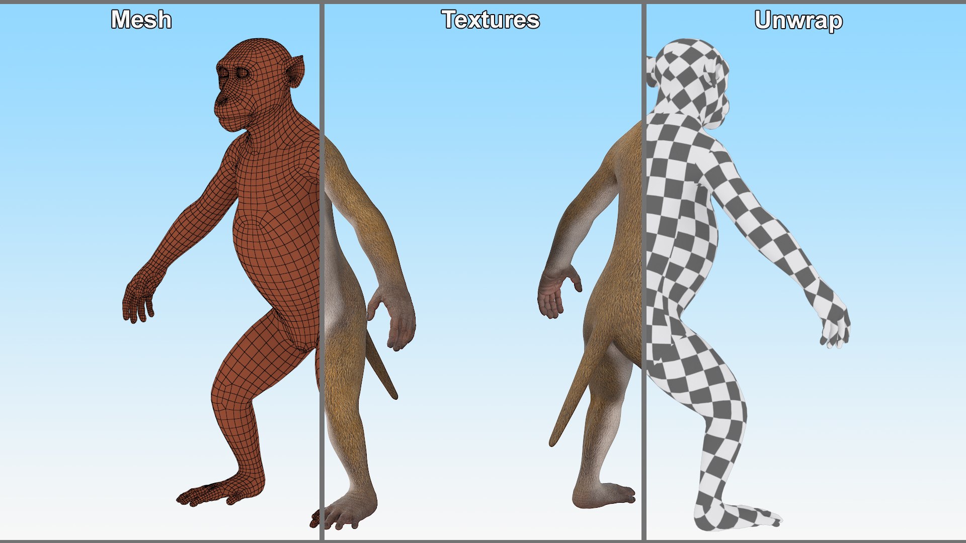 3D Wild Rhesus Monkey Light Brown Rigged model https://p.turbosquid.com/ts-thumb/z1/9EROUB/d1/wild_rhesus_monkey_light_brown_rigged_012/jpg/1753049360/1920x1080/fit_q87/a3c111e7f47ba2b274e1452b4691393080ed83c3/wild_rhesus_monkey_light_brown_rigged_012.jpg