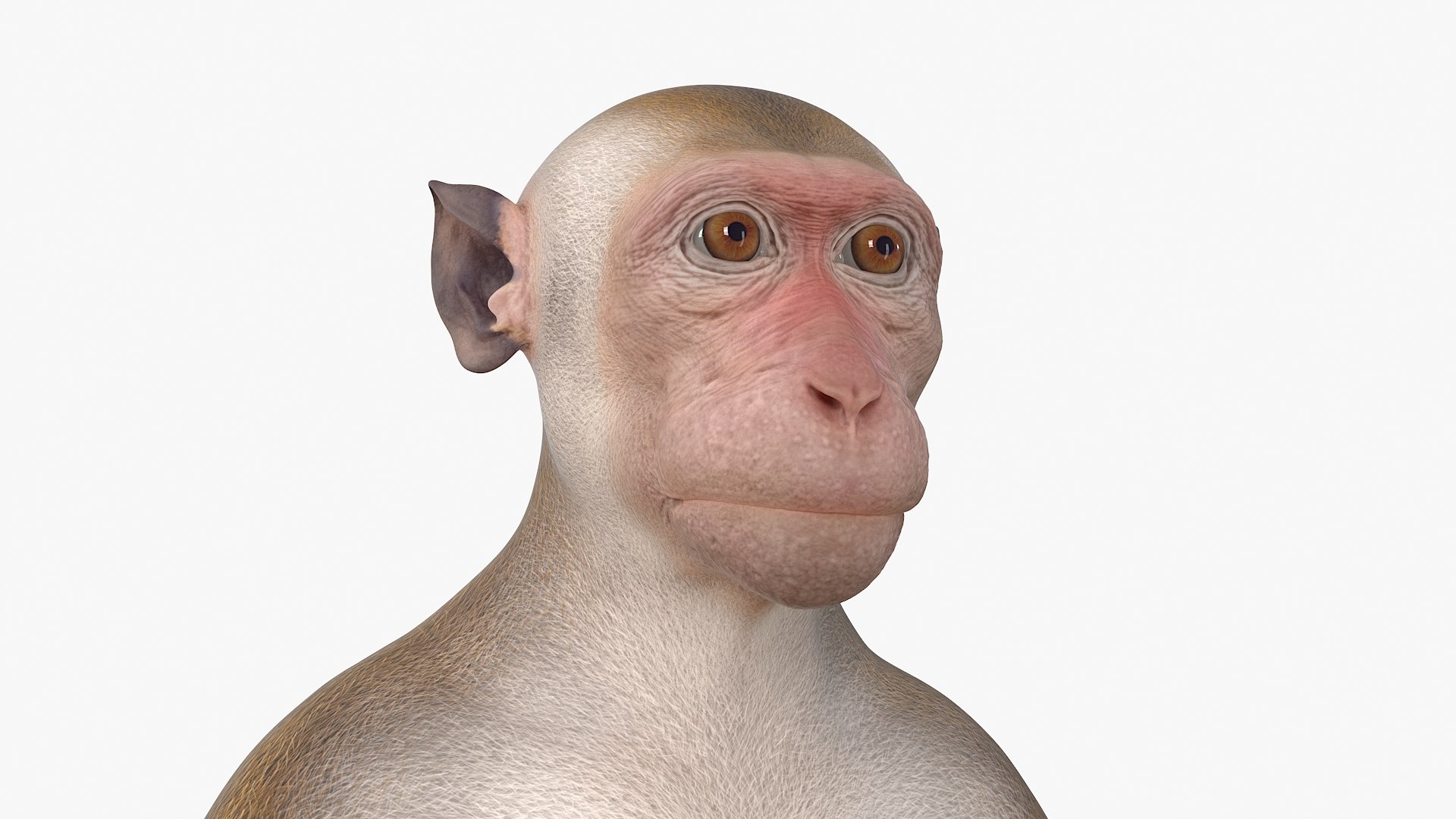 3D Wild Rhesus Monkey Light Brown Rigged model https://p.turbosquid.com/ts-thumb/z1/9EROUB/qw/wild_rhesus_monkey_light_brown_rigged_010/jpg/1753049354/1920x1080/fit_q87/cdf2753dc10e12e0725c4143f937bfb3f7273967/wild_rhesus_monkey_light_brown_rigged_010.jpg