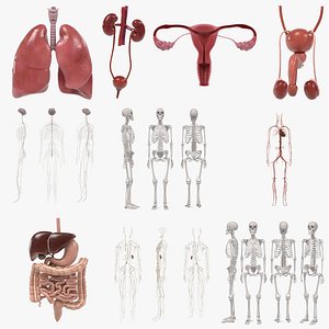 Male+Female Organs