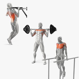 Male Muscular System Collection