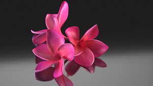 Plumeria Obtusa frangipani pink flower decor advertising