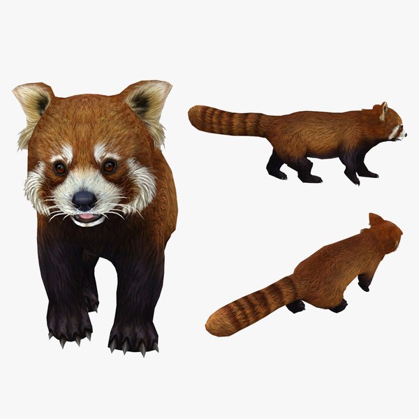 3D red panda model