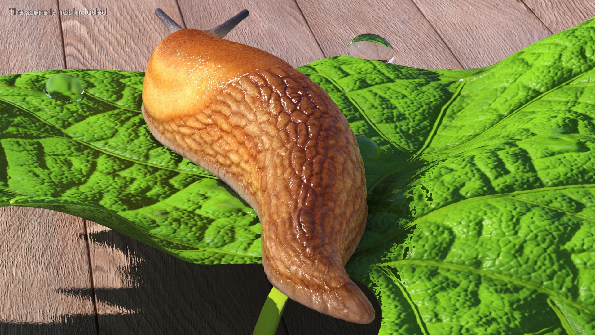Slugs Rigged for Cinema 4D Collection 3D model https://p.turbosquid.com/ts-thumb/z1/hNxiuI/BP/rigged_slugs_collection_for_cinema_4d_013/jpg/1768232035/1920x1080/fit_q87/c6a7f2500102cb3de5d91f34520818f84b20da50/rigged_slugs_collection_for_cinema_4d_013.jpg