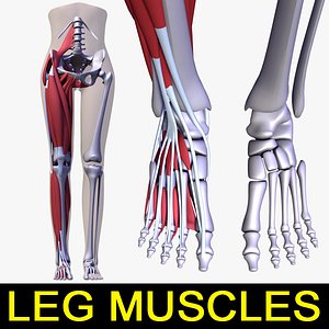3d human leg muscles female body