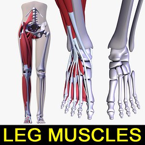 Leg muscles