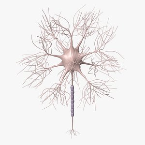 Motoric Neuron