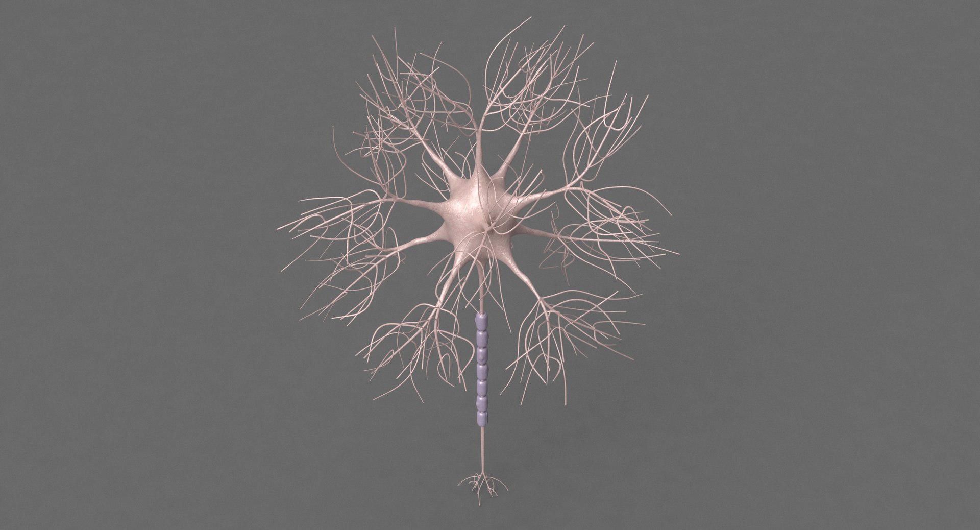 motoric neuron 3D https://p.turbosquid.com/ts-thumb/z1/pYVdcf/g89YuIDF/front3/png/1508790199/1920x1080/fit_q87/3718d8dfbb0c8f6abae15d376bb149946f5e9111/front3.jpg