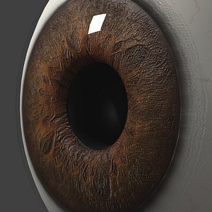 eyeball eye model
