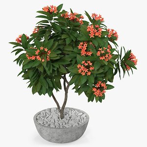 Flower Pot Plumeria Red