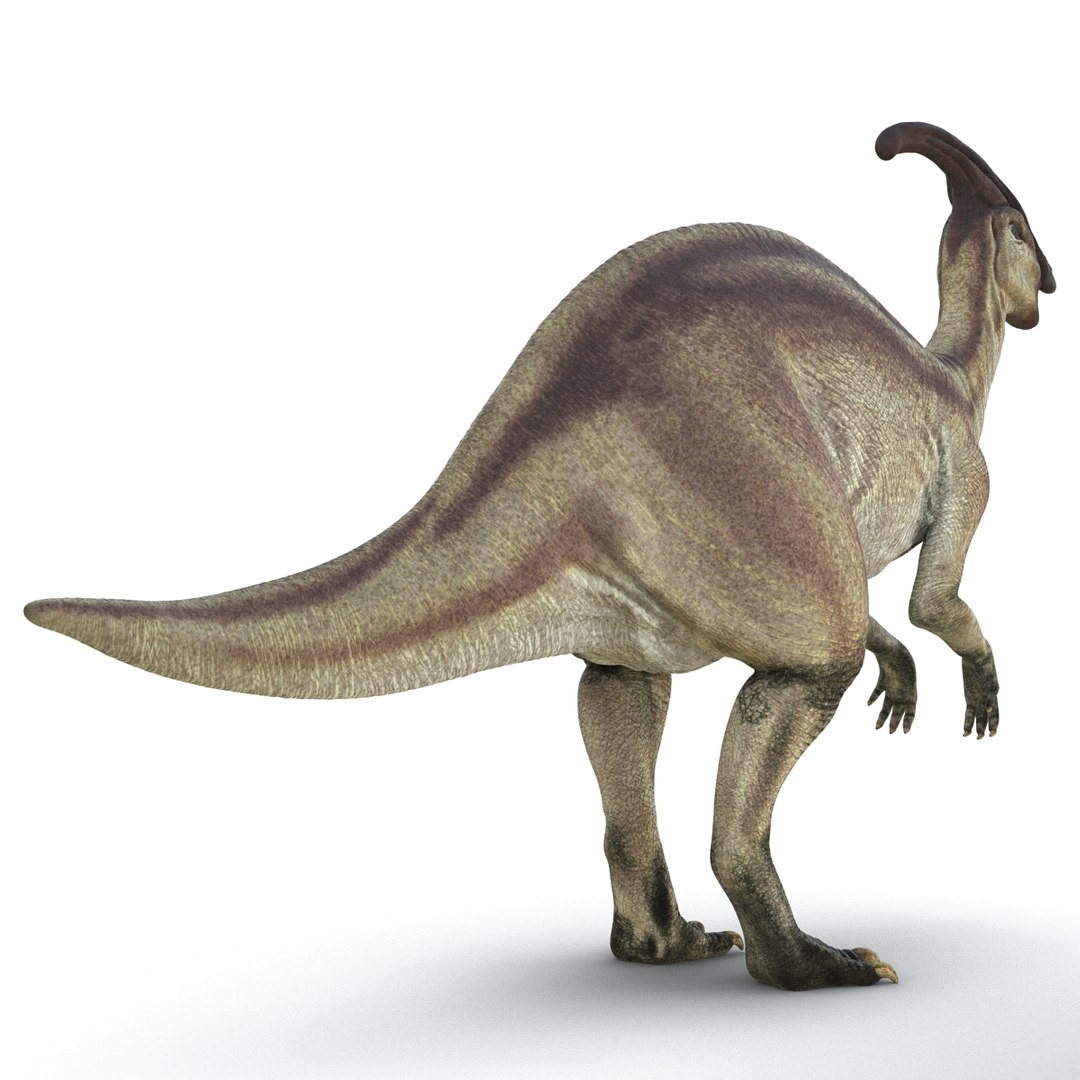 parasaurolophus 3d c4d https://p.turbosquid.com/ts-thumb/z2/DHYx1b/Ja6mzmuG/parasaurolophus3dmodel04/jpg/1453386213/1920x1080/fit_q87/353551bd42cccd7eb8ace8208ba742cb896c485a/parasaurolophus3dmodel04.jpg