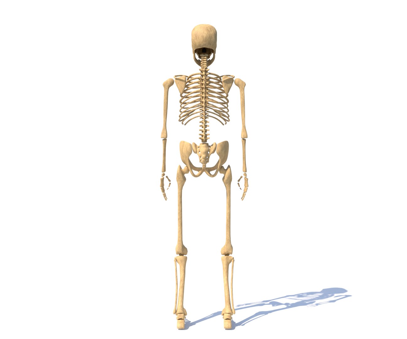 Skeleton Model - TurboSquid 2071890