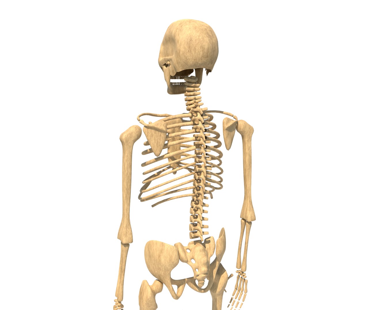 Skeleton Model - TurboSquid 2071890