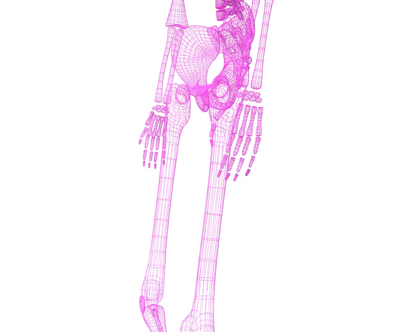 Skeleton Model - TurboSquid 2071890
