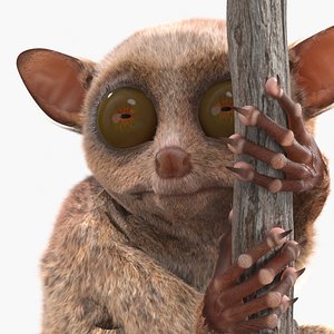 Tarsier Clinging Tree Branch Fur for Cinema 4D 3D model