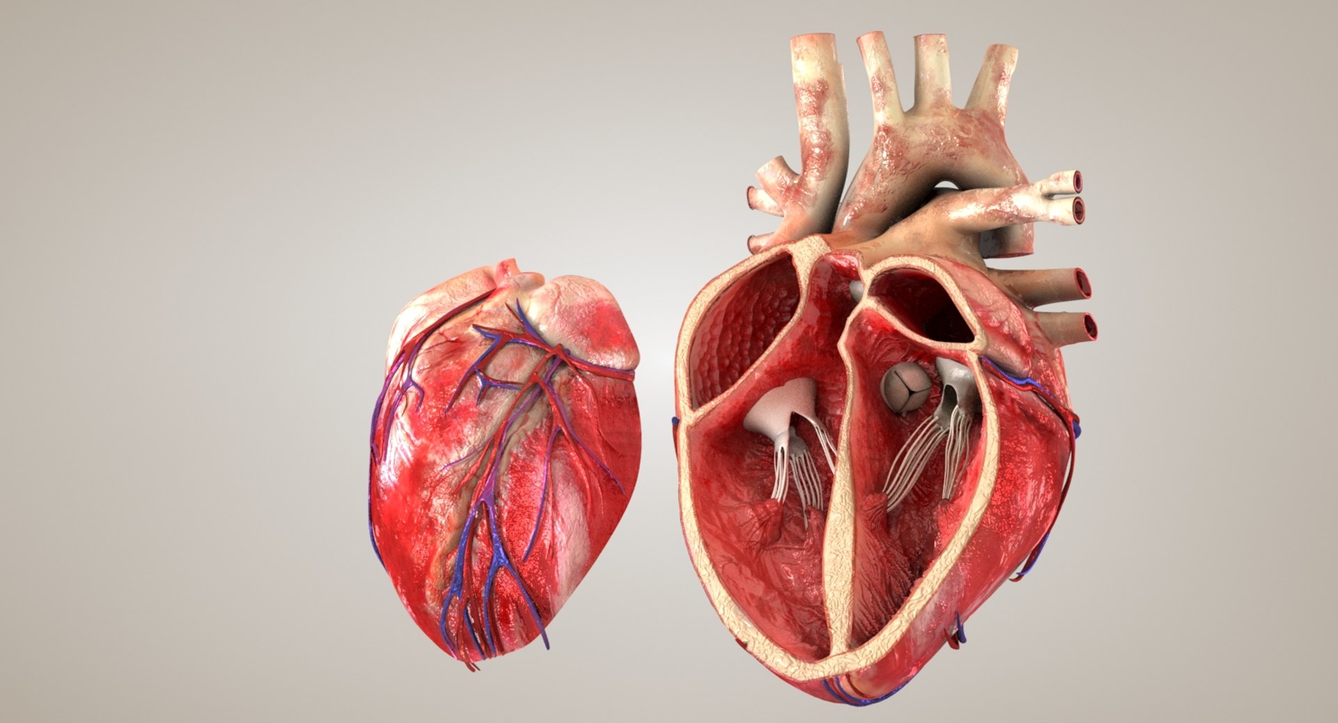 3d Model Heart Anatomical Cross Section Turbosquid 1424032
