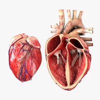 Heart with Anatomical Cross Section