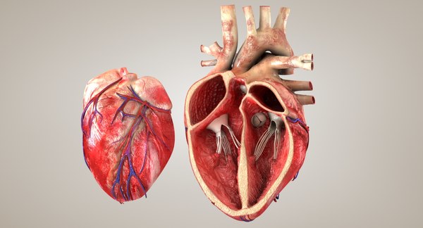 modelo 3d Corte transversal anatómico y del corazón - TurboSquid 1424032