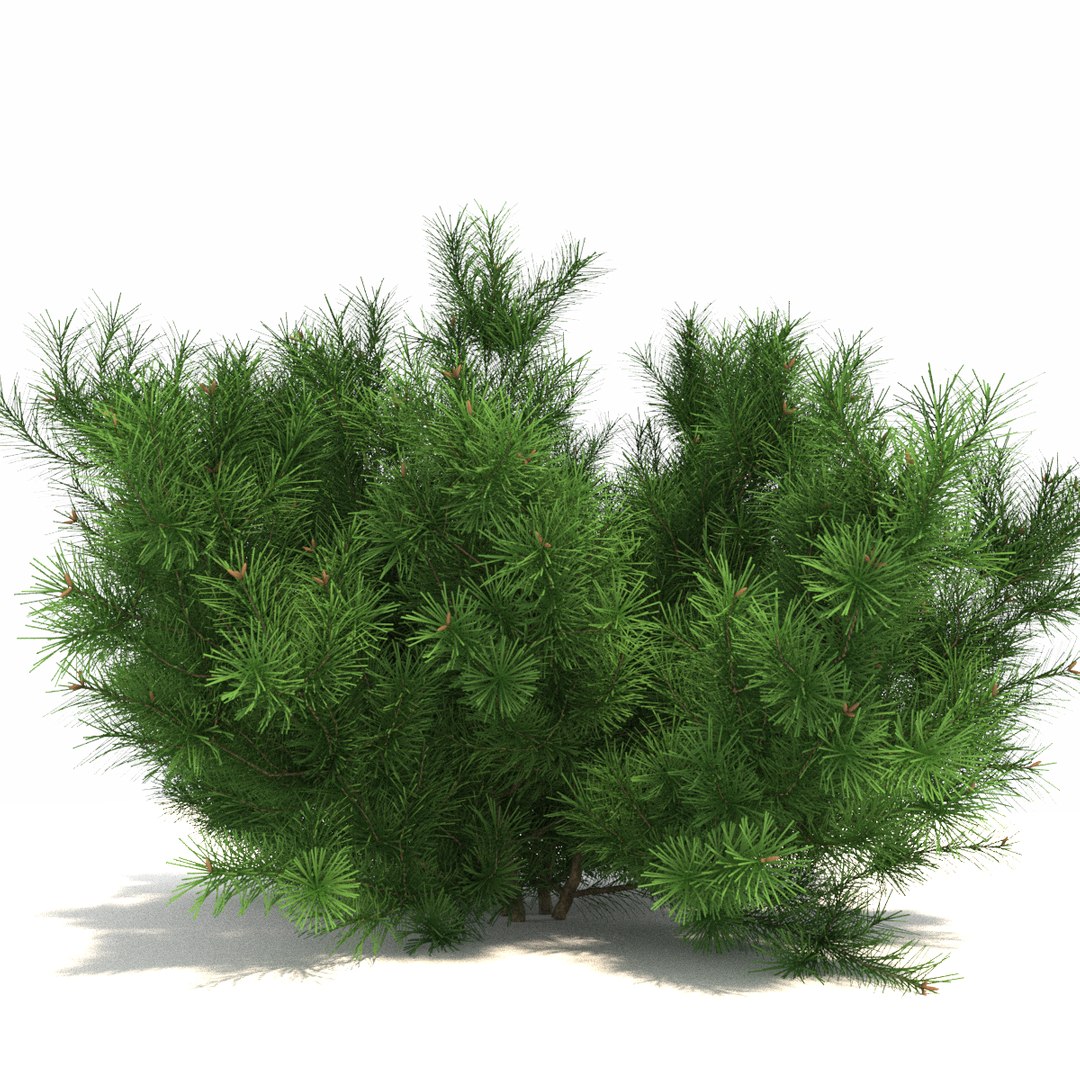 Pinus Mugo Model - Turbosquid 1184583