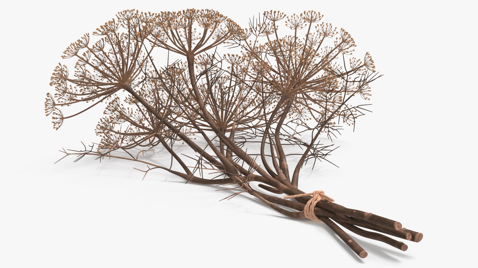 Dried Dill Sprigs with Twine 3D model preview