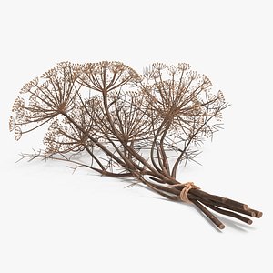Dried Dill Sprigs with Twine