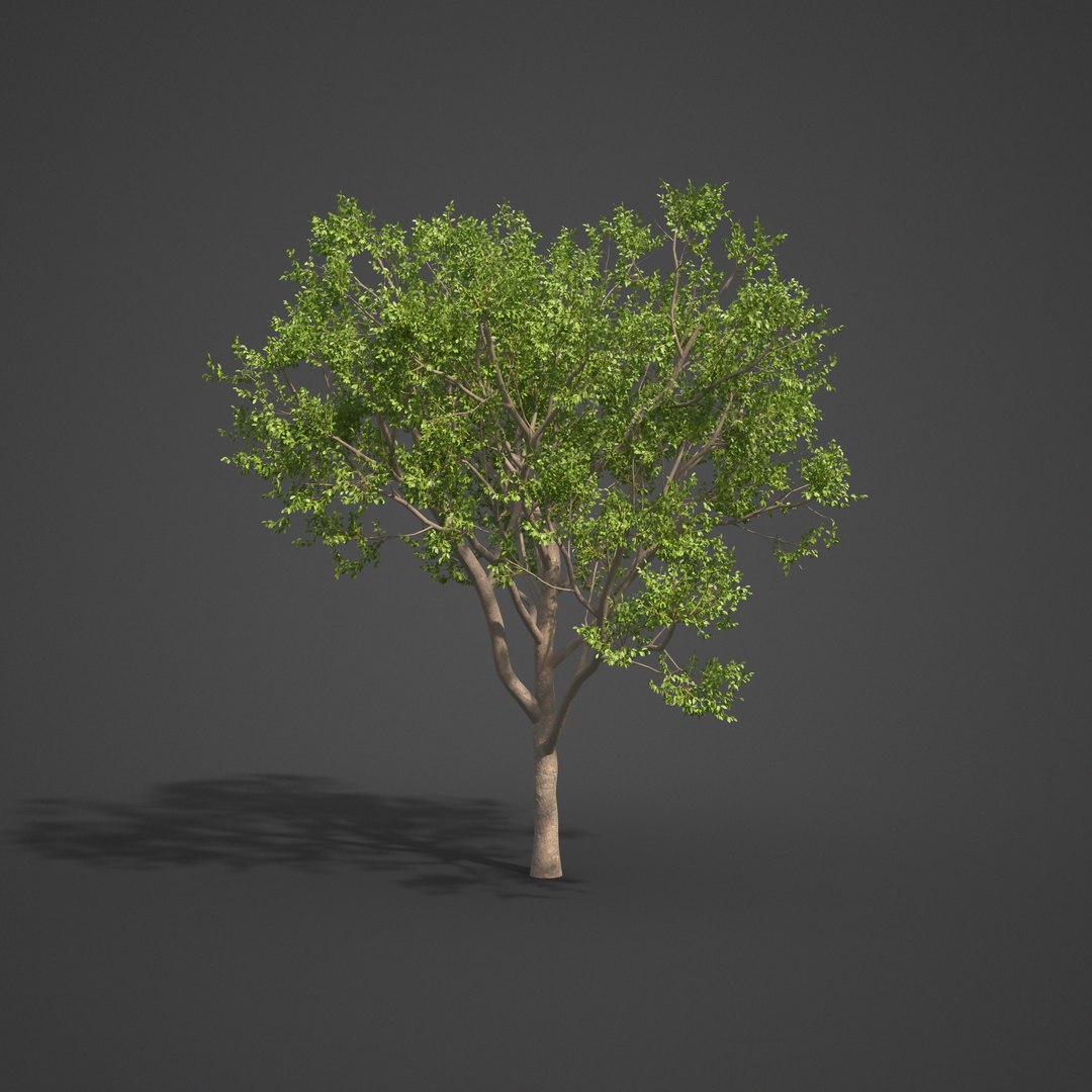 Tree Nature 3D - TurboSquid 1679693