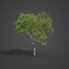 2021 PBR Collection de bois de santal indien Album Santalum