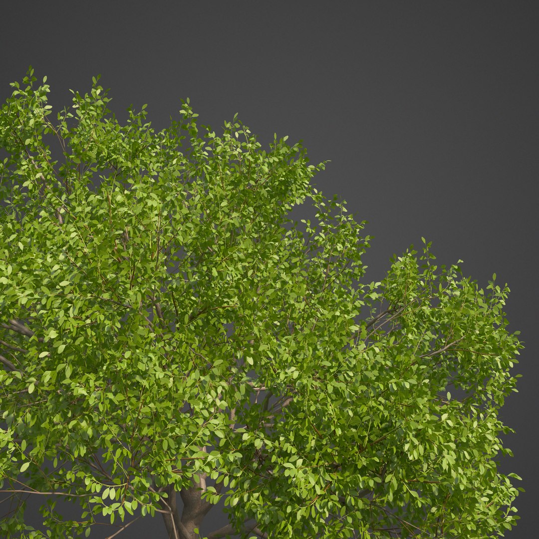 tree nature 3D https://p.turbosquid.com/ts-thumb/z2/TMfYts/1E/as18_frontlit/jpg/1611004999/1920x1080/fit_q87/f9d3642058de7a60c00f9f188c1f8a948a47ec83/as18_frontlit.jpg
