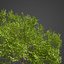 2021 PBR Collection de bois de santal indien Album Santalum