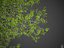 2021 PBR Collection de bois de santal indien Album Santalum