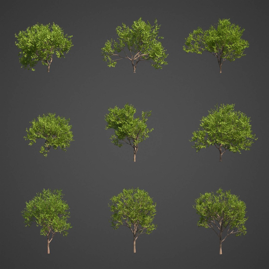 tree nature 3D https://p.turbosquid.com/ts-thumb/z2/TMfYts/7k/as18_01/jpg/1611005005/1920x1080/fit_q87/6620381031476840ce652f29a6b106d6b6080727/as18_01.jpg