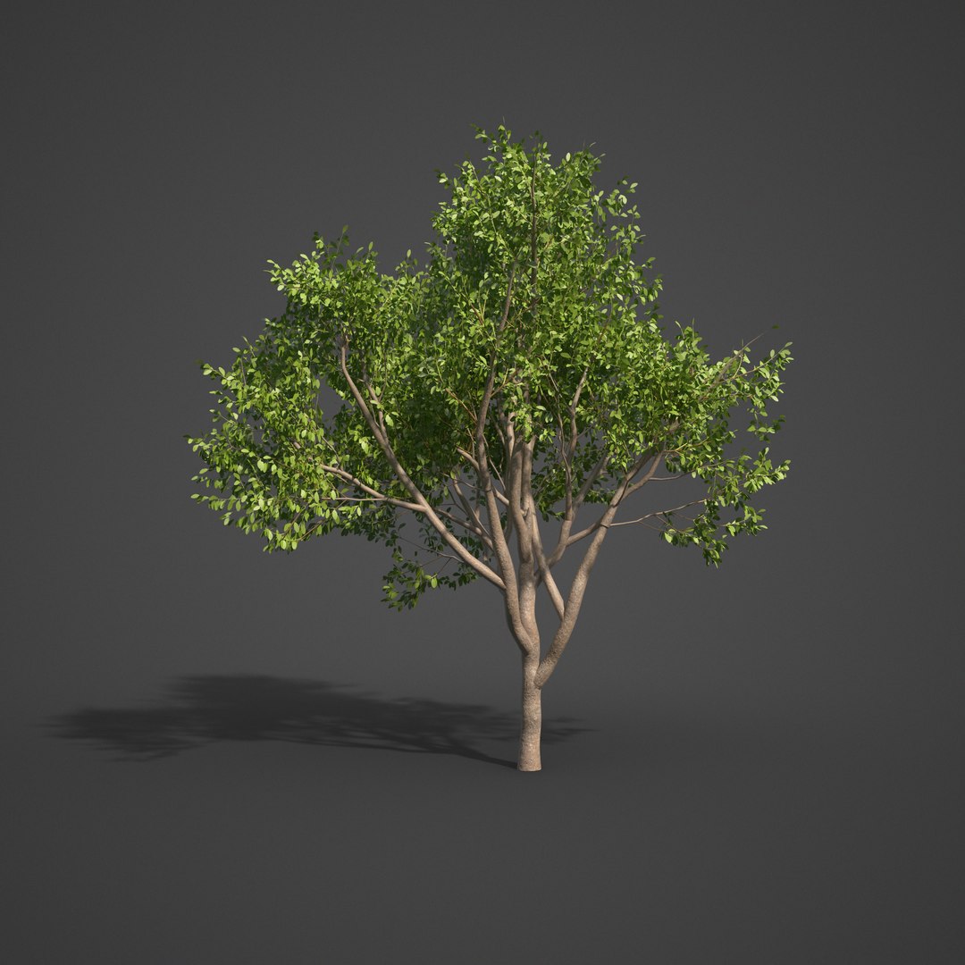 tree nature 3D https://p.turbosquid.com/ts-thumb/z2/TMfYts/Aw/as18_05/png/1611005027/1920x1080/fit_q87/ee4969e8a8e0e83cf507a84205421c1e2fd189bd/as18_05.jpg